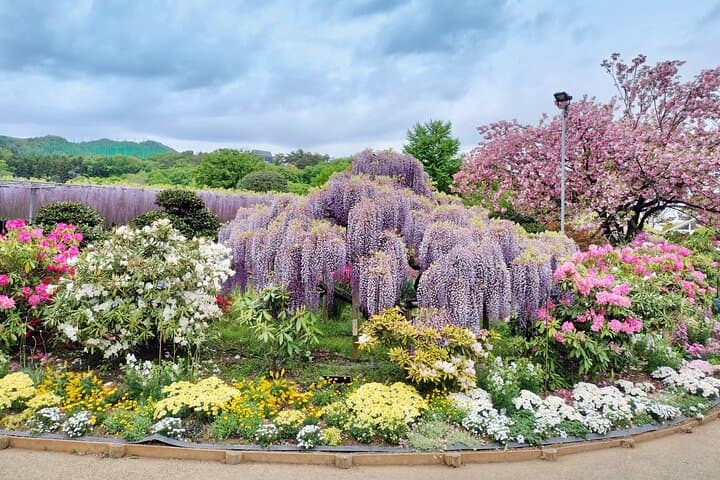 Day Trip Ashikaga Flower Park by Private Car from Tokyo — photo 2