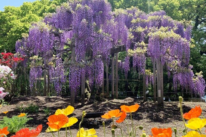 Day Trip Ashikaga Flower Park by Private Car from Tokyo — photo 5
