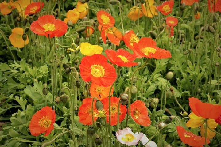 Day Trip Ashikaga Flower Park by Private Car from Tokyo — photo 7