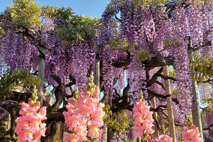 Day Trip Ashikaga Flower Park by Private Car from Tokyo — photo 8