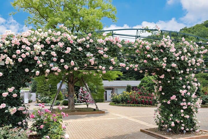 Day Trip Ashikaga Flower Park by Private Car from Tokyo — photo 10