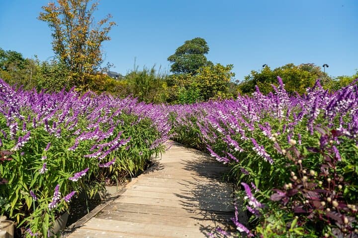Day Trip Ashikaga Flower Park by Private Car from Tokyo — photo 12