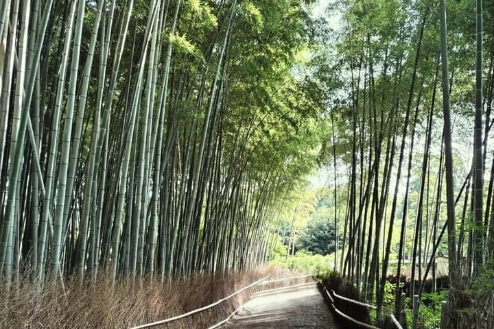Half Day Kyoto Sagano Bamboo Grove & Arashiyama Walking Tour — photo 1