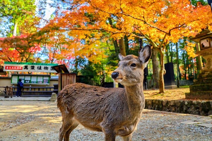 Morning Wonder World Heritage Nara Guided Tour — photo 2