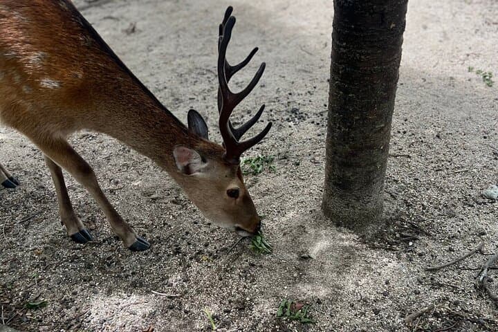 Beautiful Hiroshima, Peace Park and Miyajima Island — photo 9