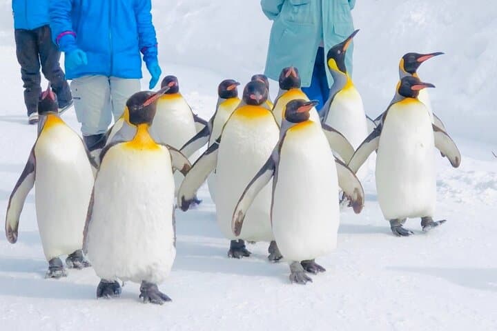 【Private Car】Asahiyama Zoo, Blue Pond, Shirahige Falls, Ningle Terrace (from Sapporo) — photo 2