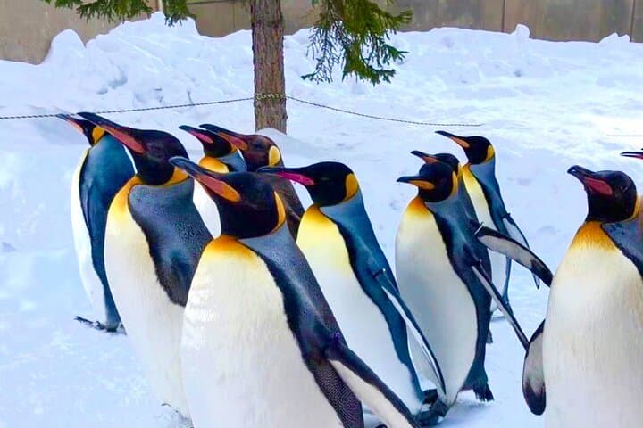 【Private Car】Asahiyama Zoo, Blue Pond, Shirahige Falls, Ningle Terrace (from Sapporo) — photo 6