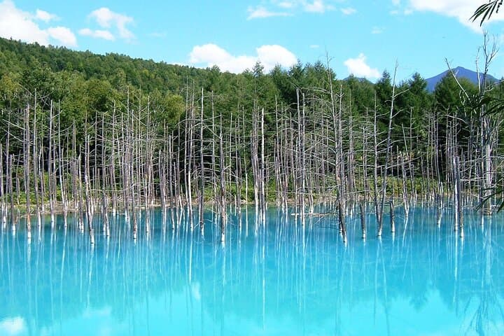【Private Car】Asahiyama Zoo, Blue Pond, Shirahige Falls, Ningle Terrace (from Sapporo)