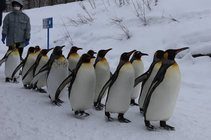 【Private Car】Asahiyama Zoo, Blue Pond, Shirahige Falls, Ningle Terrace (from Sapporo) — photo 17