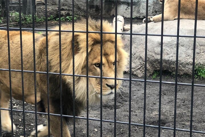 【Private Car】Asahiyama Zoo, Blue Pond, Shirahige Falls, Ningle Terrace (from Sapporo) — photo 18