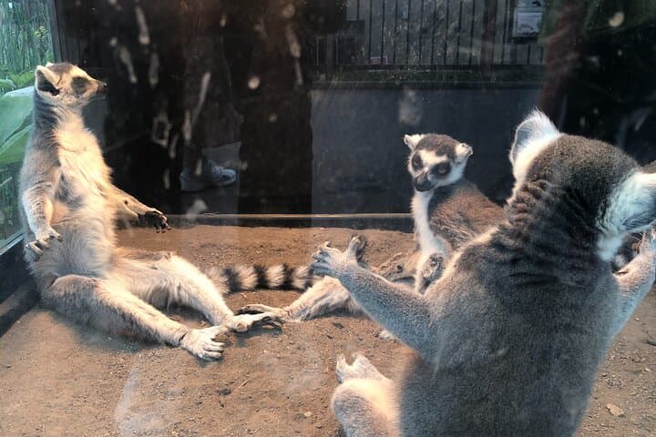 【Private Car】Asahiyama Zoo, Blue Pond, Shirahige Falls, Ningle Terrace (from Sapporo) — photo 19
