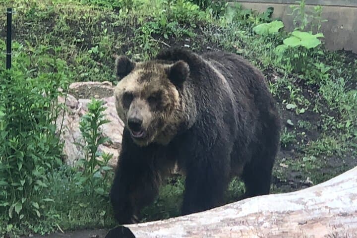 【Private Car】Asahiyama Zoo, Blue Pond, Shirahige Falls, Ningle Terrace (from Sapporo) — photo 20