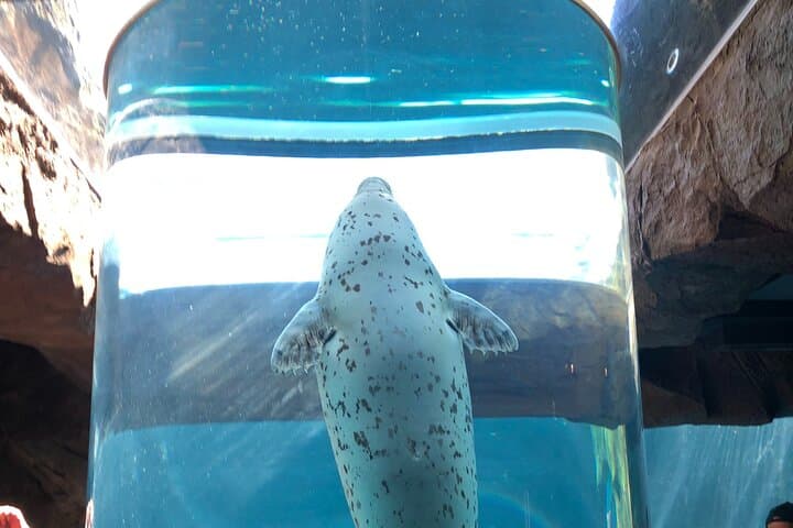 【Private Car】Asahiyama Zoo, Blue Pond, Shirahige Falls, Ningle Terrace (from Sapporo) — photo 14