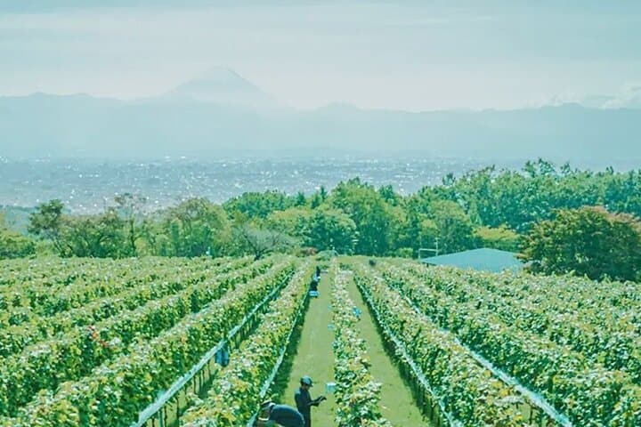 All Inclusive Winery Tour with View of Mt. Fuji — photo 11