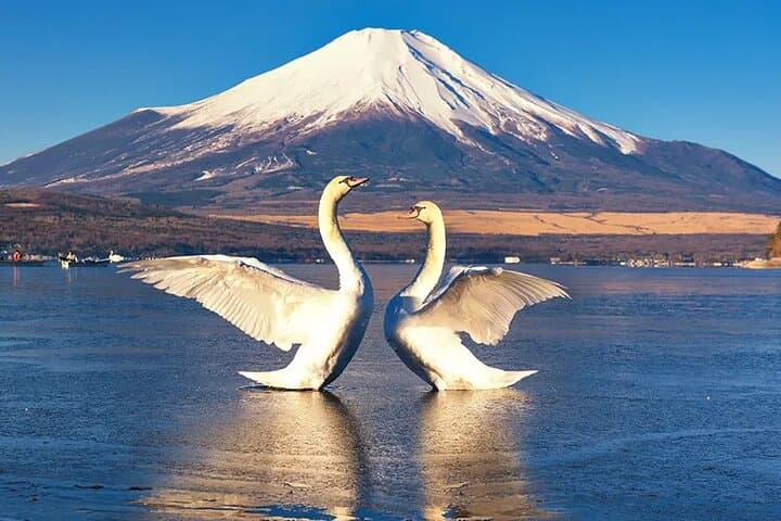 Mt. Fuji, Hakone, Owakudani, Lake Yamanaka Tour (Hakone Ropeway) — photo 16