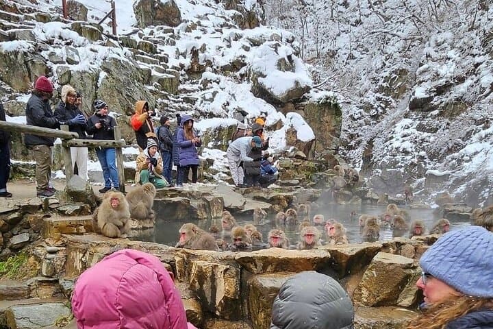 Explore Jigokudani Snow Monkey Park with a Local Guide — photo 7