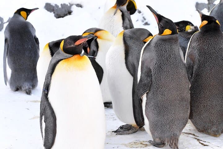 Hokkaido: Asahiyama Zoo, Furano, and Ningle Terrace Full Day Tour — photo 2