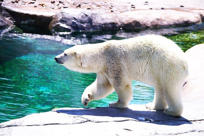 Hokkaido: Asahiyama Zoo, Furano, and Ningle Terrace Full Day Tour — photo 3