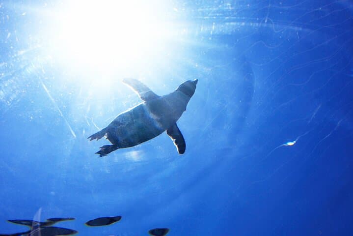 Hokkaido: Asahiyama Zoo, Furano, and Ningle Terrace Full Day Tour — photo 4