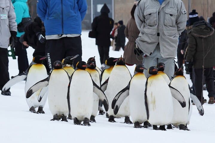 Hokkaido: Asahiyama Zoo, Furano, and Ningle Terrace Full Day Tour — photo 5