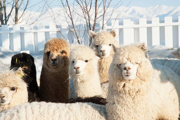Hokkaido: Asahiyama Zoo, Furano, and Ningle Terrace Full Day Tour — photo 7
