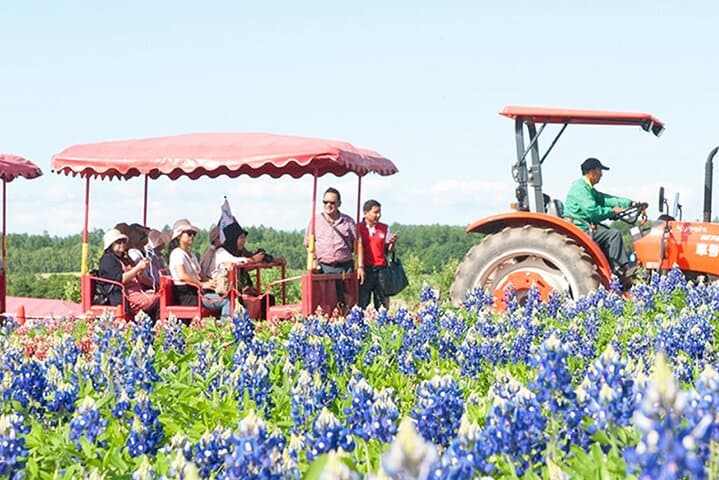 Hokkaido: Asahiyama Zoo, Furano, and Ningle Terrace Full Day Tour — photo 8