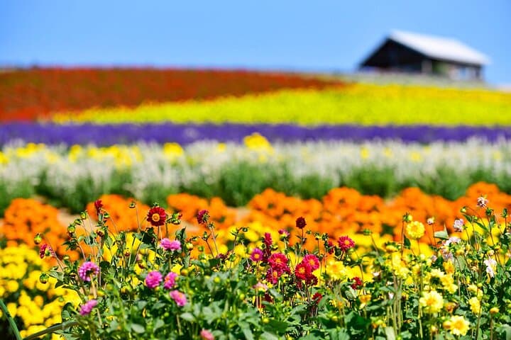 Hokkaido: Asahiyama Zoo, Furano, and Ningle Terrace Full Day Tour — photo 9