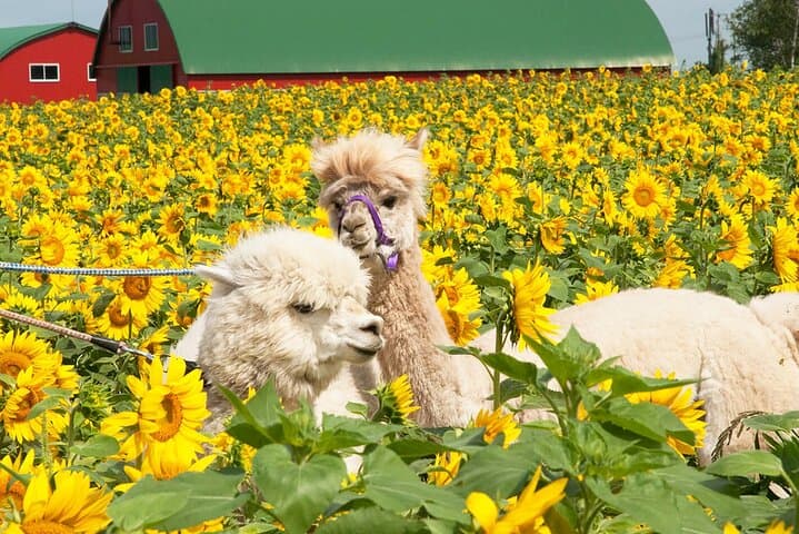 Hokkaido: Asahiyama Zoo, Furano, and Ningle Terrace Full Day Tour — photo 10