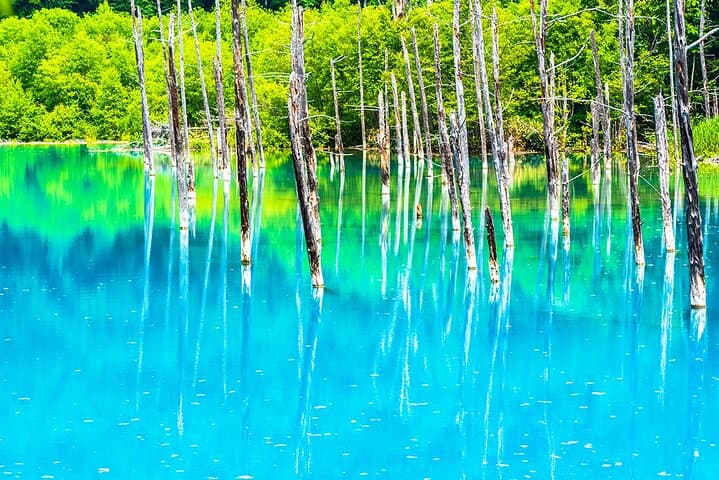 Hokkaido: Asahiyama Zoo, Furano, and Ningle Terrace Full Day Tour — photo 14