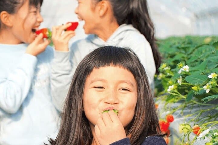 Strawberry Picking and Exploring Beautiful City of Tamba Sasayama — photo 2