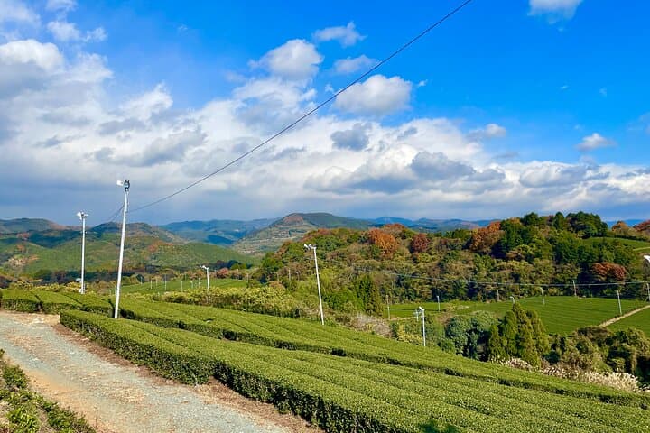 YokaBus Heritage in a Cup of a Yame Tea & Sake Tasting Expedition — photo 2