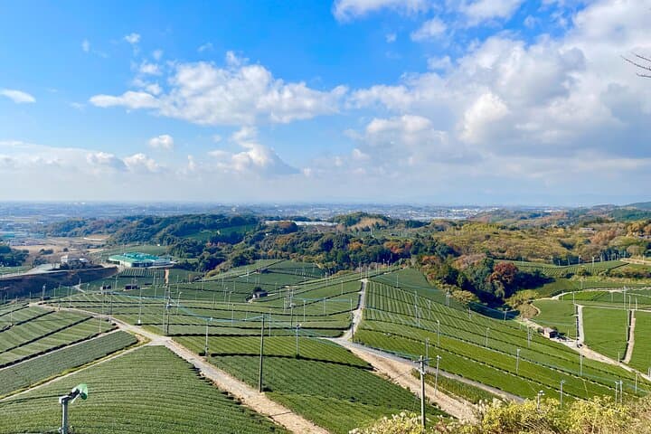 YokaBus Heritage in a Cup of a Yame Tea & Sake Tasting Expedition — photo 3