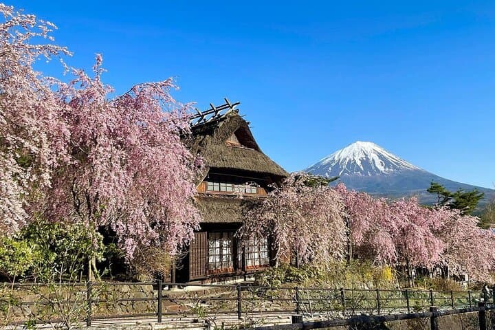 Mount Fuji & Fuji Shibazakura Festival One Day Trip From Tokyo — photo 18
