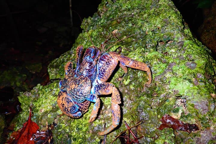 Miyako Island Jungle Night Tour and Starry Sky Viewing — photo 3