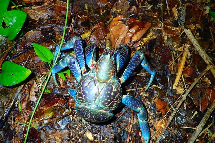 Miyako Island Jungle Night Tour and Starry Sky Viewing — photo 4