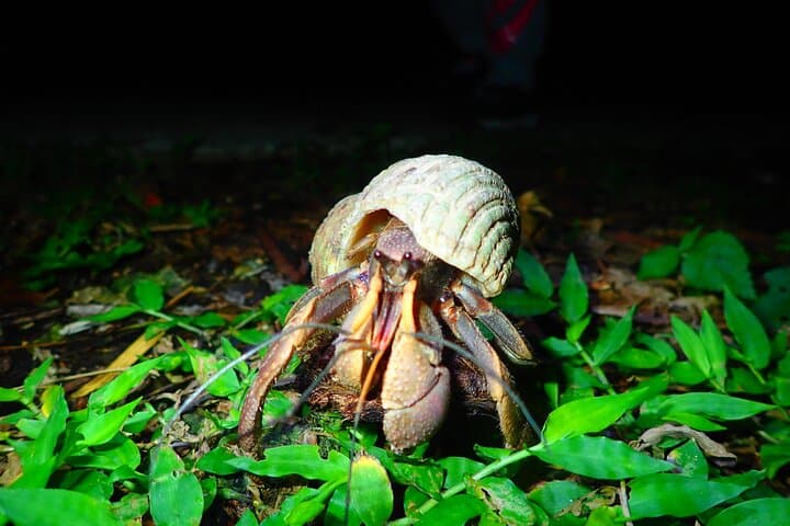 Miyako Island Jungle Night Tour and Starry Sky Viewing — photo 7