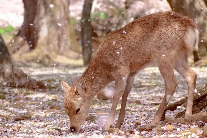 Kyoto & Nara & Uji: Full Day Sightseeing Tour from Osaka or Kyoto — photo 12