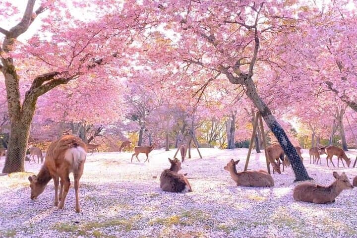 Kyoto & Nara & Uji: Full Day Sightseeing Tour from Osaka or Kyoto — photo 1