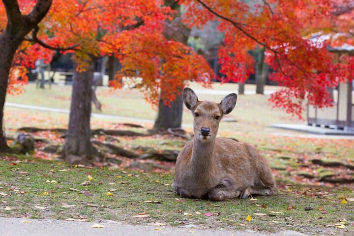 Kyoto & Nara & Uji: Full Day Sightseeing Tour from Osaka or Kyoto — photo 15