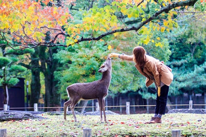 Kyoto & Nara & Uji: Full Day Sightseeing Tour from Osaka or Kyoto — photo 16