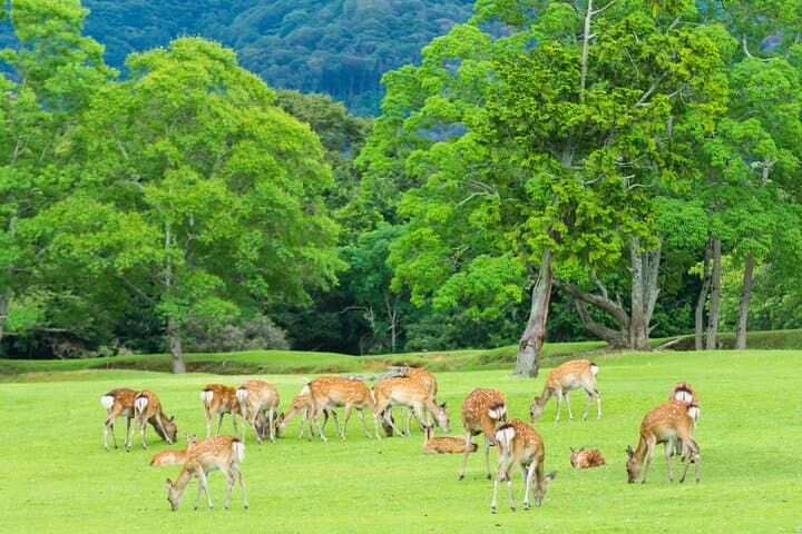 Kyoto & Nara & Uji: Full Day Sightseeing Tour from Osaka or Kyoto — photo 17