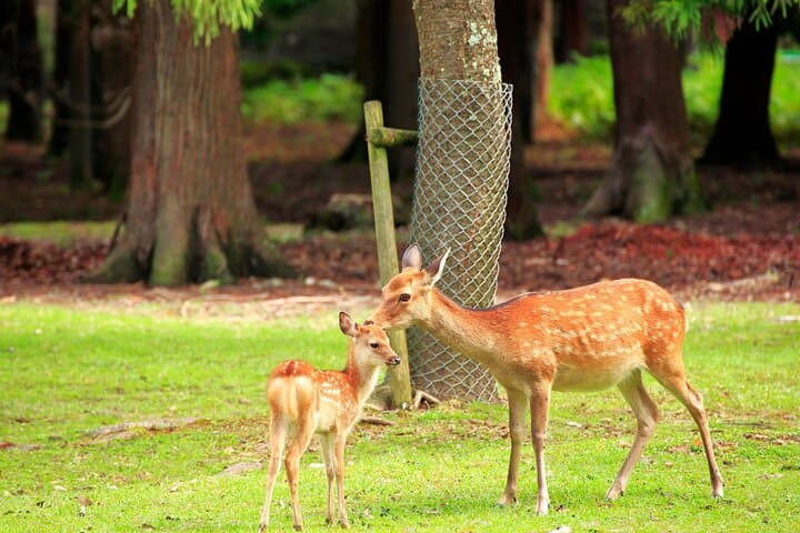 Kyoto & Nara & Uji: Full Day Sightseeing Tour from Osaka or Kyoto — photo 18