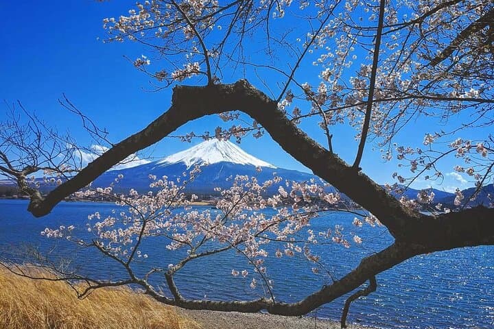 Mount Fuji Full Day Tour form Tokyo Lake Kawaguchi & Yamanaka — photo 7