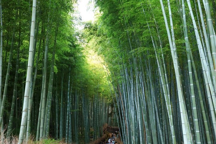 From Kyoto / Osaka: Kyoto Must-see Spots & Nara Park One Day Tour — photo 4