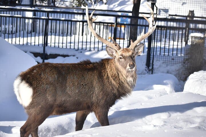 Private Day Trip to Asahiyama Zoo and Biei Blue Pond — photo 11