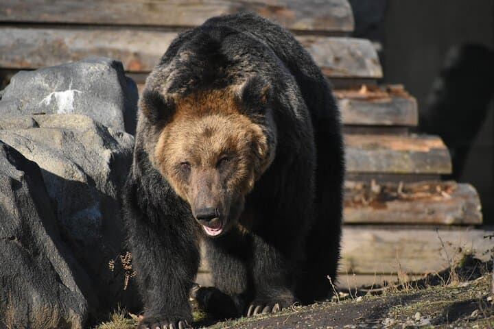 Private Day Trip to Asahiyama Zoo and Biei Blue Pond — photo 7