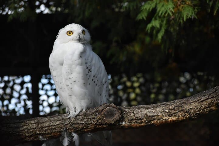 Private Day Trip to Asahiyama Zoo and Biei Blue Pond — photo 8