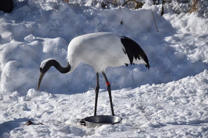 Private Day Trip to Asahiyama Zoo and Biei Blue Pond — photo 12