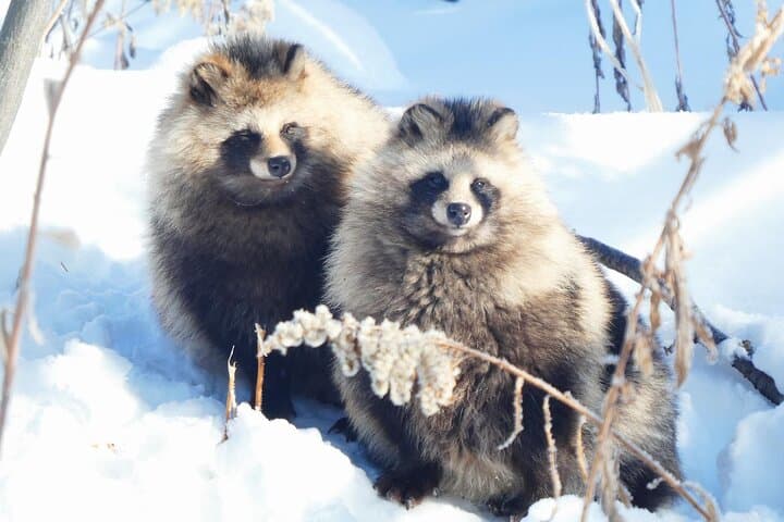 Private Day Trip to Asahiyama Zoo and Biei Blue Pond — photo 13