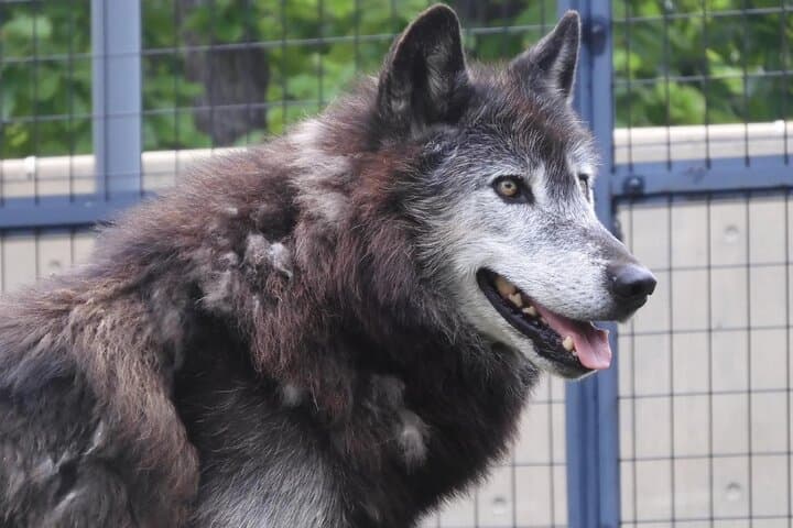 Private Day Trip to Asahiyama Zoo and Biei Blue Pond — photo 14